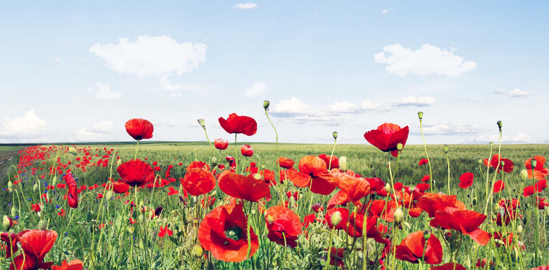 172CP-Floral v4 Casket Panel